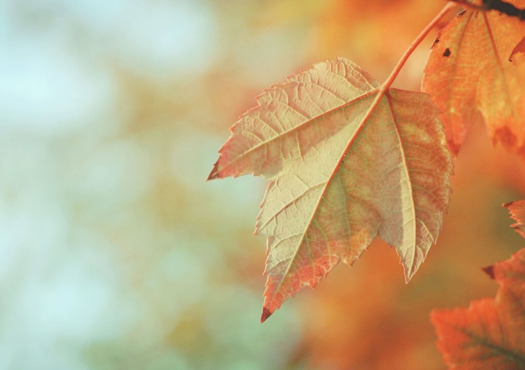 秋の紅葉